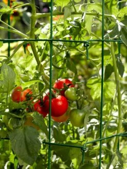 Tomato Cages, Set Of 4 -Garden Tool Store 34182 588 tif