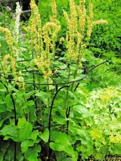 Essex Plant Supports -Garden Tool Store 37423 200 tif