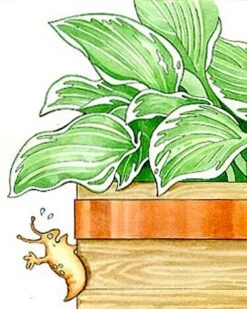 Copper Slug Tape -Garden Tool Store 38 994 b