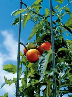 Tomato Ladders, Set Of 3 -Garden Tool Store 38184 003E tif