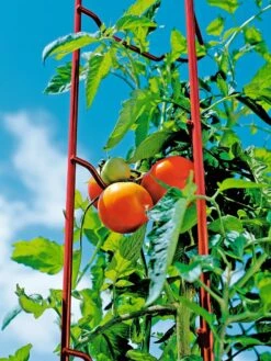 Tomato Ladders, Set Of 3 -Garden Tool Store 38185 003E tif