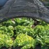Shade Nets -Garden Tool Store 38556 0191 tif