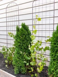 Jardin Flower Trellis -Garden Tool Store 38689 6002 tif