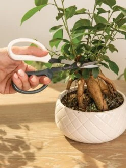 Japanese Pruning Scisssors -Garden Tool Store 3 4 crop 8612968 0087
