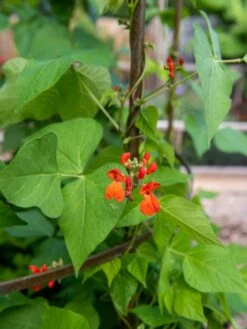 Jardin Tower -Garden Tool Store 3 4 crop 8612997 0059