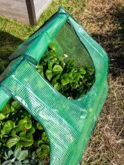 Multi Cloche -Garden Tool Store 3 4 crop 8613213 0240