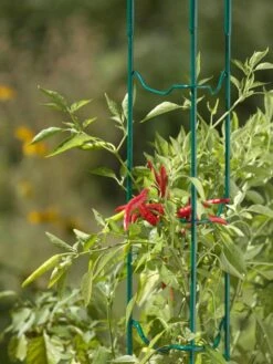 Pepper And Eggplant Stakes, Set Of 3 5 Pepper And Eggplant Stakes, Set Of 3 -Garden Tool Store 40308 505 jpg