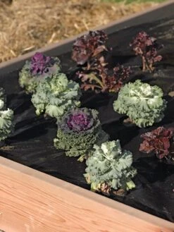 Easy-Plant Weed Block Mulch -Garden Tool Store 40356 219 tif