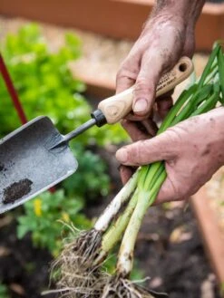 Gardener's Lifetime Trowel -Garden Tool Store 8586972 3286 tif