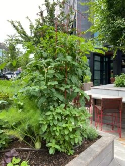 Tomato Towers, Set Of 2 -Garden Tool Store 8587041 01IN tif