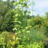 Bean Tower -Garden Tool Store 8587060GRN 0112 3 4