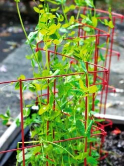 Expandable Pea Trellis 8 Expandable Pea Trellis -Garden Tool Store 8587061 100 tif