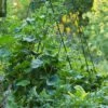 Deluxe Cucumber Trellis -Garden Tool Store 8587083 01IN