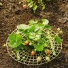 Strawberry Supports, Set Of 6 -Garden Tool Store 8587970 1039 tif