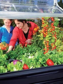 Canopia® By Palram Plant Inn™ Raised Bed Greenhouse, 4' X 4' -Garden Tool Store 8588308 03V tif