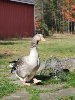 Chicken Wire Cloche 16 Chicken Wire Cloche -Garden Tool Store 8590210 01IN tif