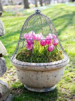 Chicken Wire Cloche 15 Chicken Wire Cloche -Garden Tool Store 8590210 021 tif