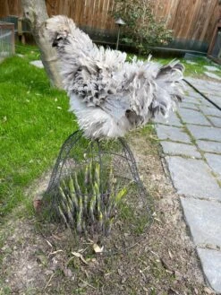 Chicken Wire Cloche 17 Chicken Wire Cloche -Garden Tool Store 8590210 02CUST tif