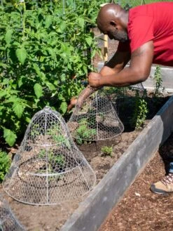 Chicken Wire Cloche With Extension -Garden Tool Store 8590210 0442 tif
