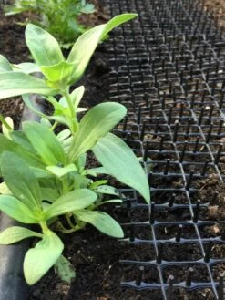 Cat Scat Mat -Garden Tool Store 8592448 03CUST tif