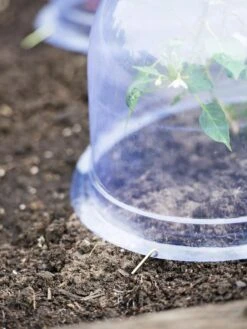 Medium Garden Cloches, Set Of 6 -Garden Tool Store 8593985 9441 tif