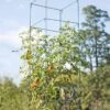 Mammoth Tomato Towers, Set Of 2 1 Mammoth Tomato Towers, Set Of 2 -Garden Tool Store 8595740 4437 tif
