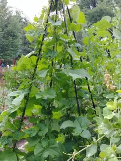 Titan Teepee Trellis 11 Titan Teepee Trellis -Garden Tool Store 8595757 01EMP tif