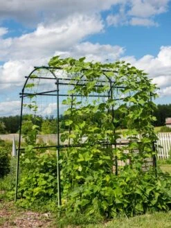 Titan Squash Tunnel -Garden Tool Store 8596276 0133 tif