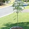 Tree Surround -Garden Tool Store 8598445 02V tif