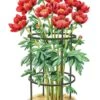 Titan Peony Supports, Medium, Set Of 2 -Garden Tool Store 8599858 0001 art tif