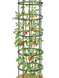 Titan Tall Tomato Cages, Set Of 3 -Garden Tool Store 8599860 0002 art tif