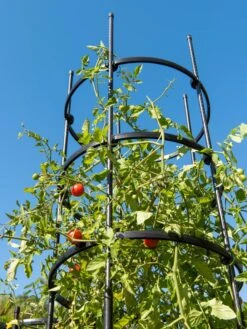 Titan Tall Tomato Cages, Set Of 3 -Garden Tool Store 8599860 0066 tif