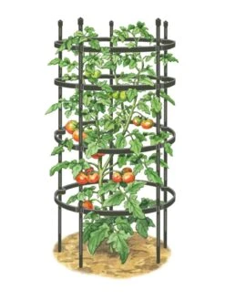 Titan Tomato Cages, Set Of 3 -Garden Tool Store 8599861 0001 art tif