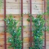 Ina Modern Wall Trellis Sr. 2 Ina Modern Wall Trellis Sr. -Garden Tool Store 8600510 05V tif