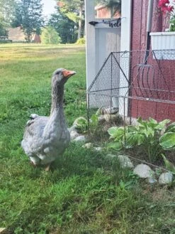 Chicken Wire Crop Coop -Garden Tool Store 8609080 02IN tif