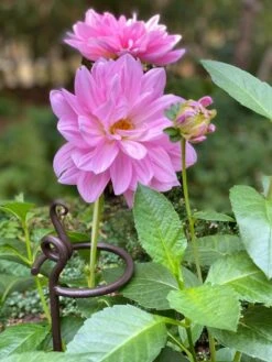 Arden Single Stem Supports, Set Of 2 -Garden Tool Store 8610375 5703 tif