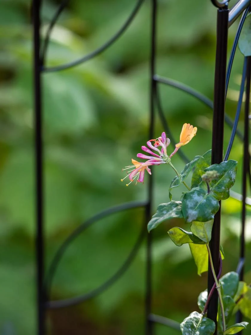 4 Sided Leaf Obelisk, 72" 4 4 Sided Leaf Obelisk, 72" - Image 2