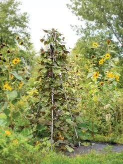 DIY Connector For Teepee Trellis 17 DIY Connector For Teepee Trellis -Garden Tool Store 8611896 062 tif