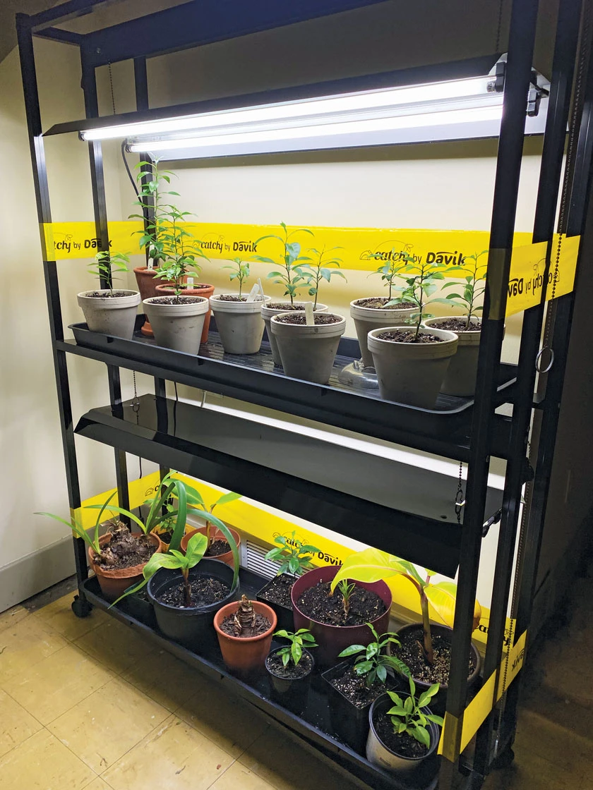 Catchy Natural Greenhouse Pest Protection Sticky Roll, 30’ 4 Catchy Natural Greenhouse Pest Protection Sticky Roll, 30’ - Image 2