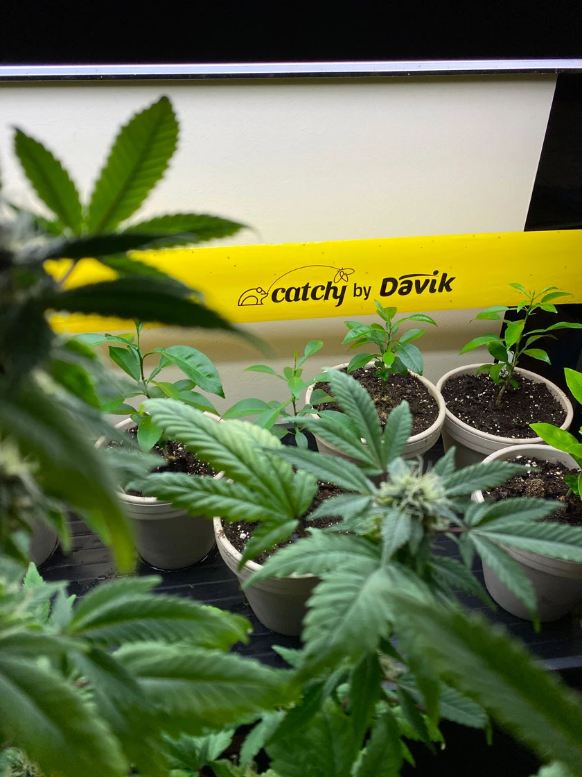 Catchy Natural Greenhouse Pest Protection Sticky Roll, 30’ 5 Catchy Natural Greenhouse Pest Protection Sticky Roll, 30’ - Image 3