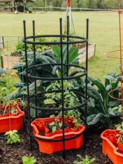 Deluxe Tomato Halos, Set Of 2 -Garden Tool Store 8612045 228 tif