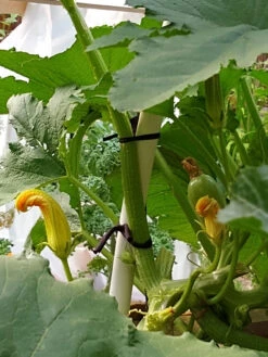 Farmyarn® Multipurpose Garden Tie, 2 Pack 17 Farmyarn® Multipurpose Garden Tie, 2 Pack -Garden Tool Store 8612948 01v