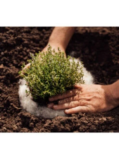 Hortiwool ®, 5 Pad Pack -Garden Tool Store 8613263 06v 1