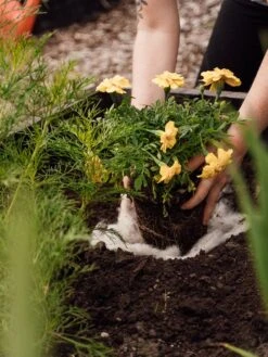 Hortiwool ®, Starter Garden Pad -Garden Tool Store 8613263 12v