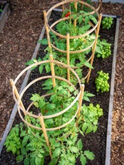 Bamboo Tomato Cages, Set Of 3 13 Bamboo Tomato Cages, Set Of 3 -Garden Tool Store 8613426 6916
