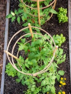 Bamboo Tomato Cages, Set Of 3 14 Bamboo Tomato Cages, Set Of 3 -Garden Tool Store 8613426 6921