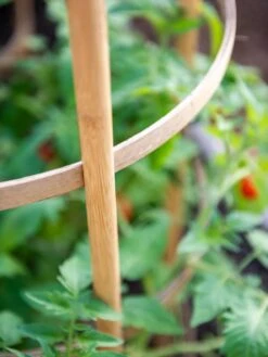 Bamboo Tomato Cages, Set Of 3 16 Bamboo Tomato Cages, Set Of 3 -Garden Tool Store 8613426 6924