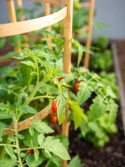 Bamboo Tomato Cages, Set Of 3 15 Bamboo Tomato Cages, Set Of 3 -Garden Tool Store 8613426 6934