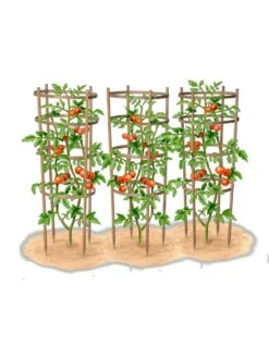 Bamboo Tomato Cages, Set Of 3 18 Bamboo Tomato Cages, Set Of 3 -Garden Tool Store 8613426 art