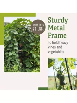 Titan Squash Tunnel -Garden Tool Store B07932DMCR plantsupport benefits 2